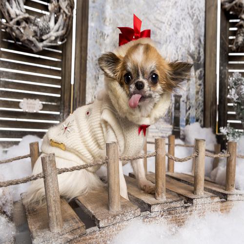 Chihuahua dressed for Christmas