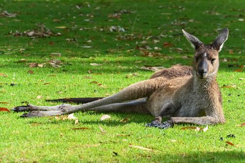 Sexy kangaroo