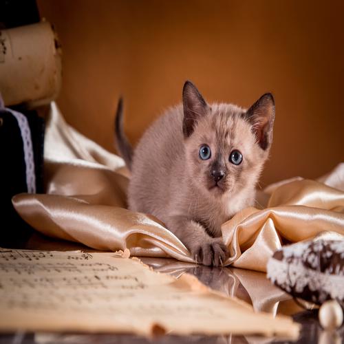 Tonkinese Cat