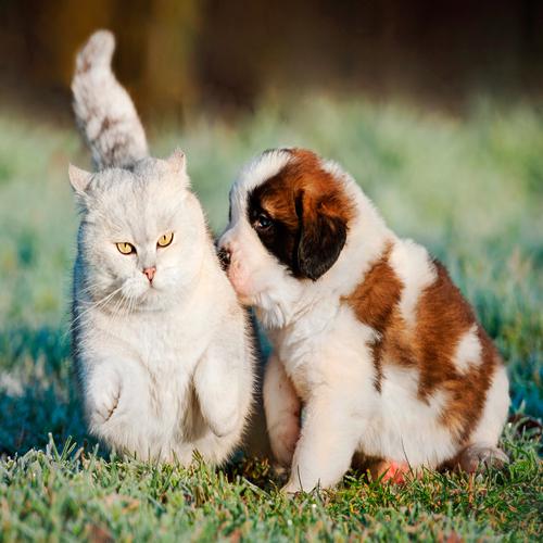 Cachorro San Bernando con Gato
