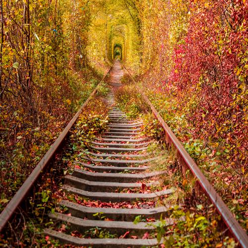 Railway Forest Tunnel of Love
