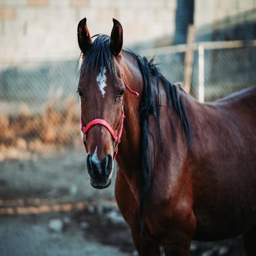 Horse wearing a red harness