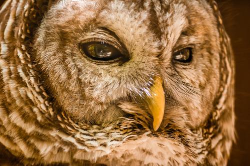 Closeup shot of the head of an owl
