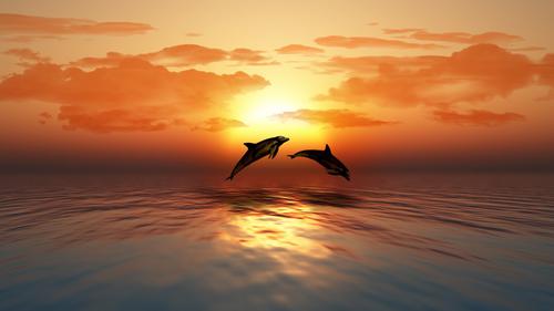 3D dolphins jumping at sunset