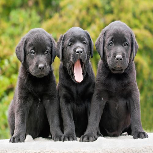 3 Black Labrador Puppies