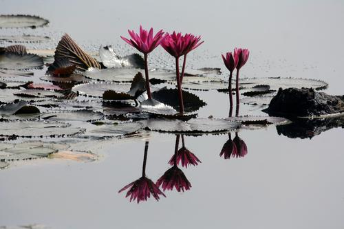 4 Pink Lilies on Pond