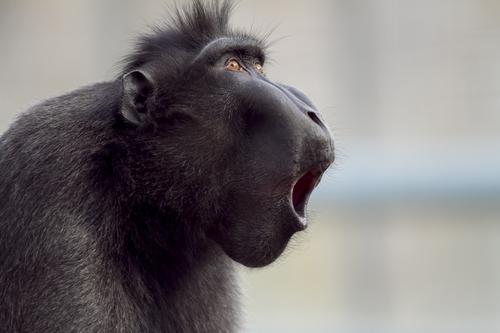 Black baboon making noises
