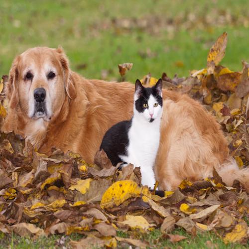 Retriever and Cat Playing with Leaves