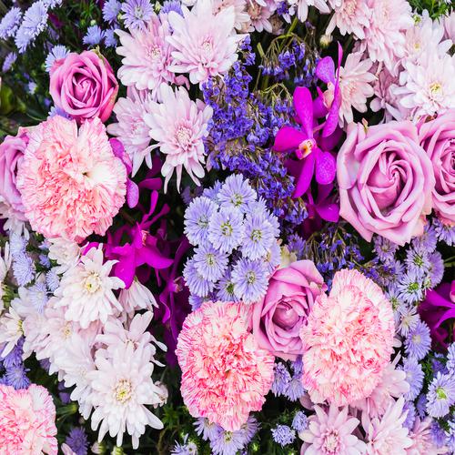Flores de color rosa y lila