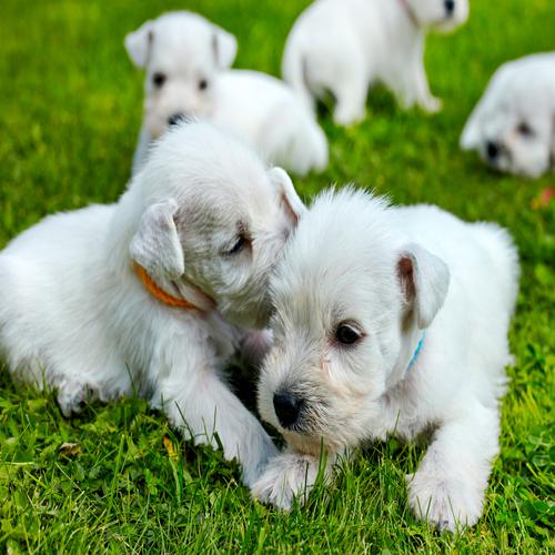 White Schnauzer Puppies