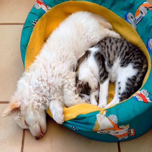 Cão e Gato a Descansar