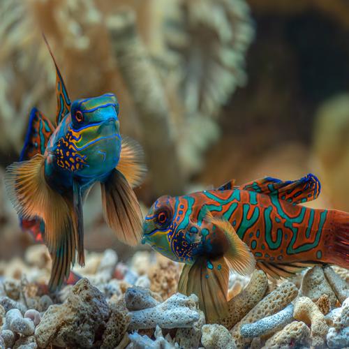 Mandarin fishes