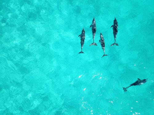 5 dolphins in Australia