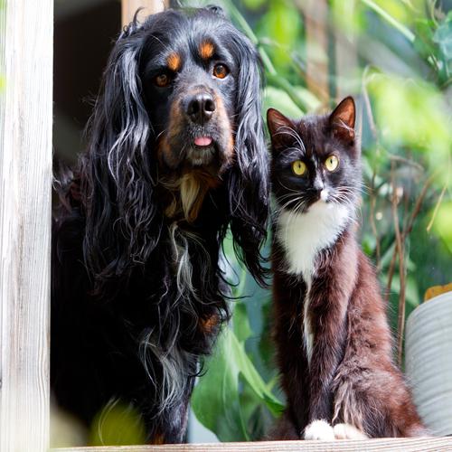 Gato y Perro Mirando