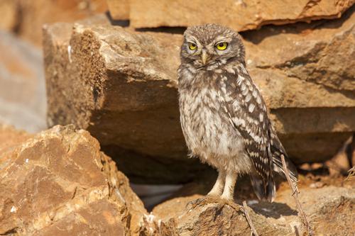 Owl perched on rocks