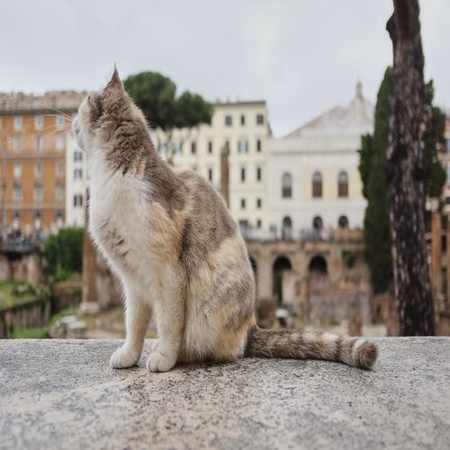 Gato en la plaza Largo di Torre