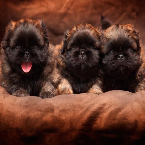 Três cães Pequinês