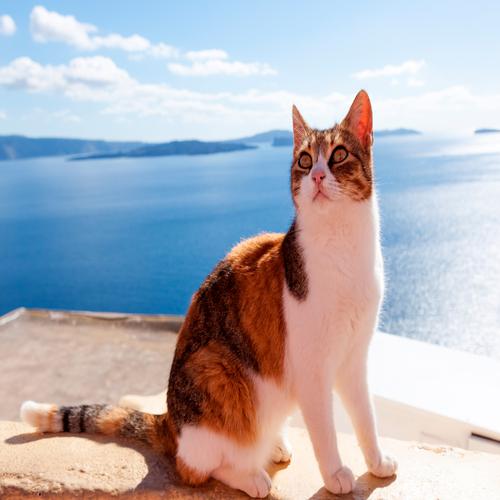 Aegean Cat