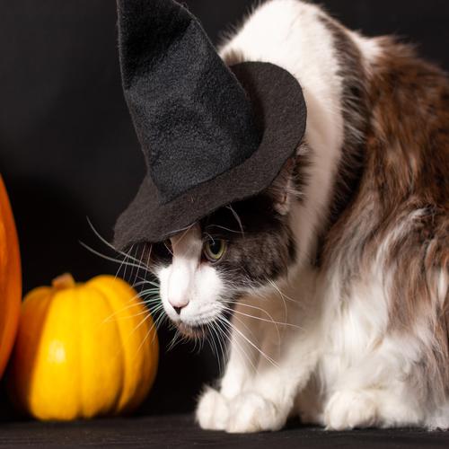 Cat with Witch Hat