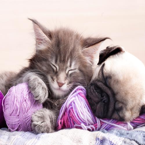 Pug and Kitten Sleeping