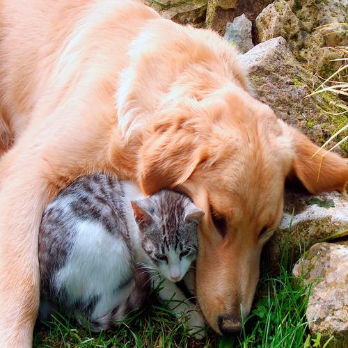 Cão e gatinho abraçados