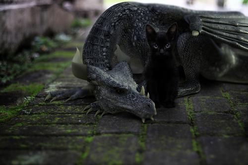 Dragon with black cat