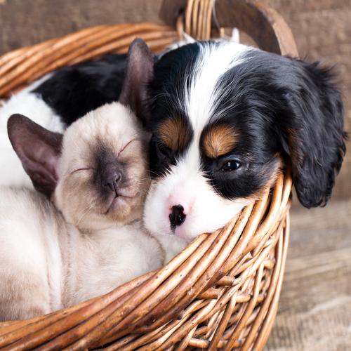 Kitten and Puppy in a Basket