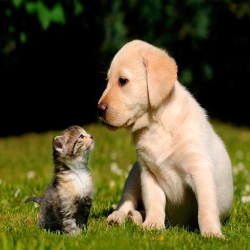 Gatito y Labrador Mirándose