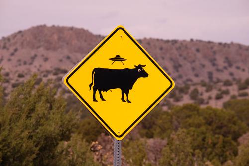 Warning: Cow abductions ahead