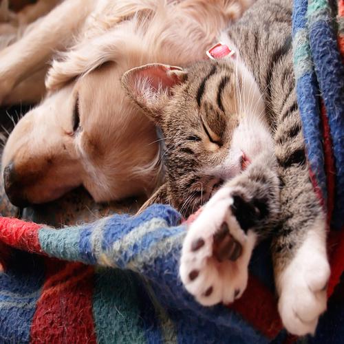 Welpe und Kätzchen schlafen