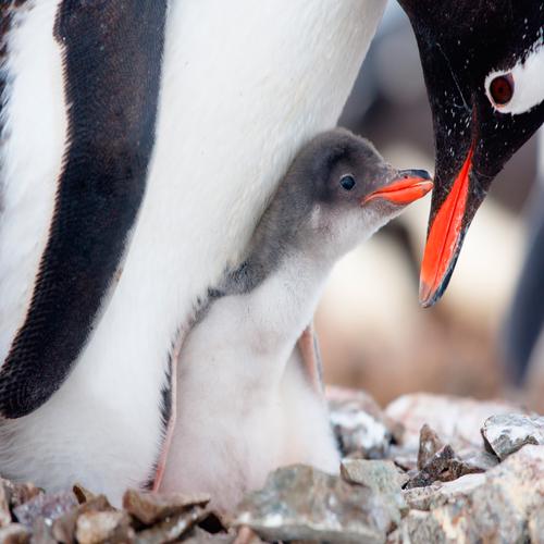 Pinguim bebé