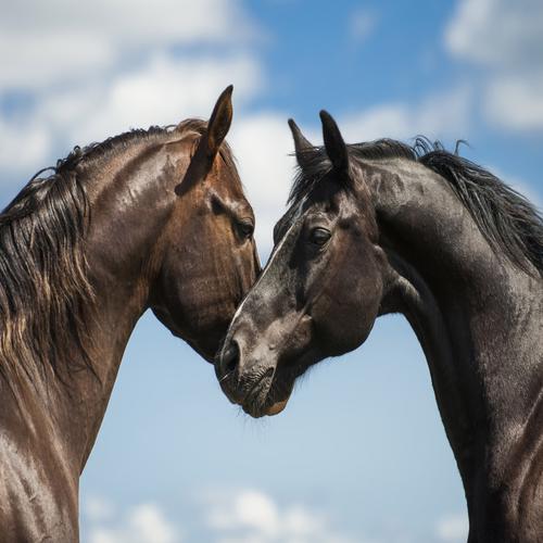 Two horses