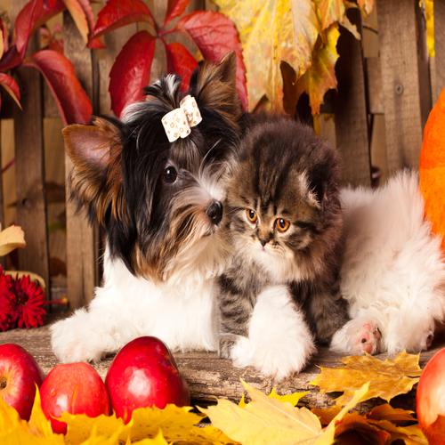 Gatinho e Cãozinho no Outono