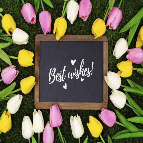Greeting template with tulips