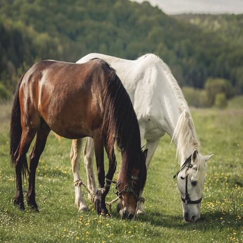 Caballo marrón con caballo blanco