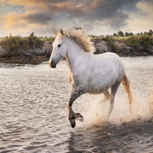 Cavalo branco a correr