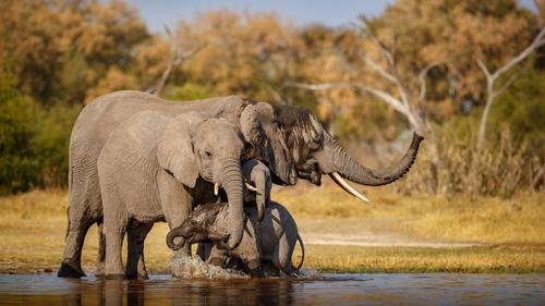 African elephants taking a bath
