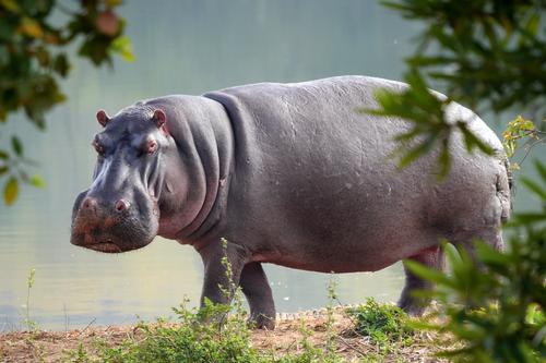 Hipopótamo de mirada enfadada