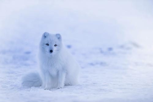Arctic fox camouflage