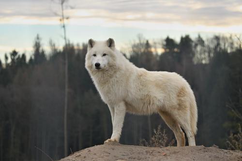 Lobo ártico