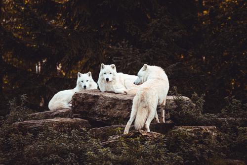 Alcateia de lobos polares