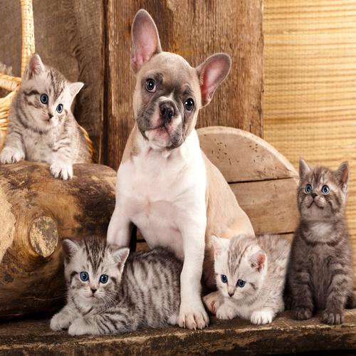 French Bulldog with Kittens