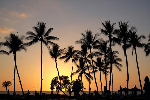 Sunset behind palm trees, Hawaii
