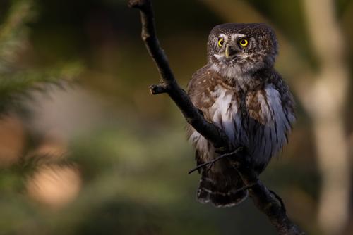 Owl perched on a tree twig