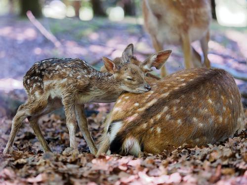 Baby deer with mother