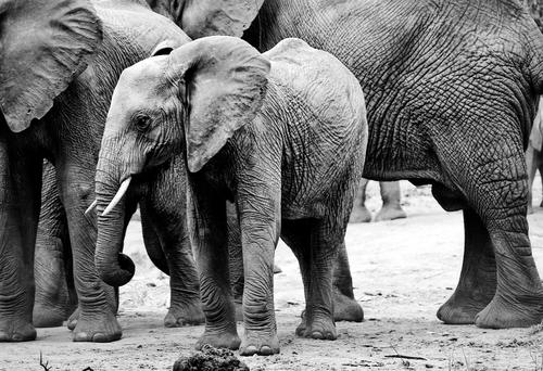 Baby elephant in black and white