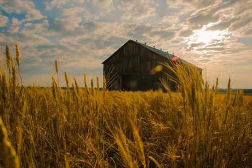Barn in a wheat field in Bloomfield