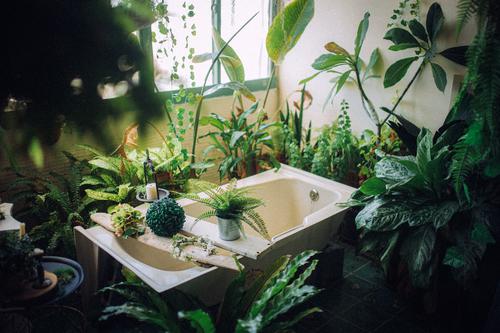 Bathroom decorated with plants