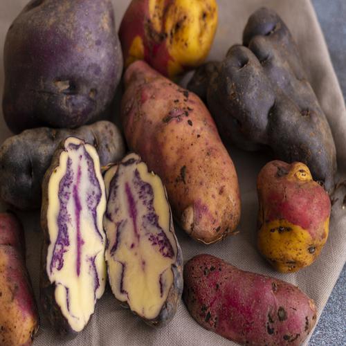 Native potatoes, Cuzco