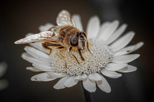 Bee in a white flower